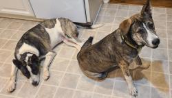 Lost Male Dog last seen Daddy rd or deadmon rd, Ringgold, GA 30736