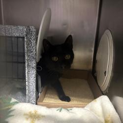 Shelter Stray Female Cat last seen Apt 3206,21 West End, NEW YORK, NY, 10023, 326 E 110th St, New York, NY 10029, USA