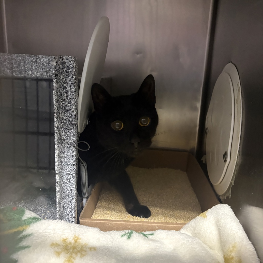 Shelter Stray Female Cat last seen Apt 3206,21 West End, NEW YORK, NY, 10023, 326 E 110th St, New York, NY 10029, USA