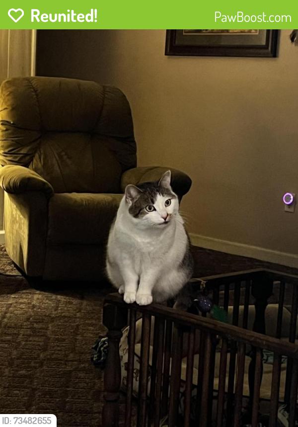 Reunited Female Cat last seen Wright City rest area, Wright City, MO 63390