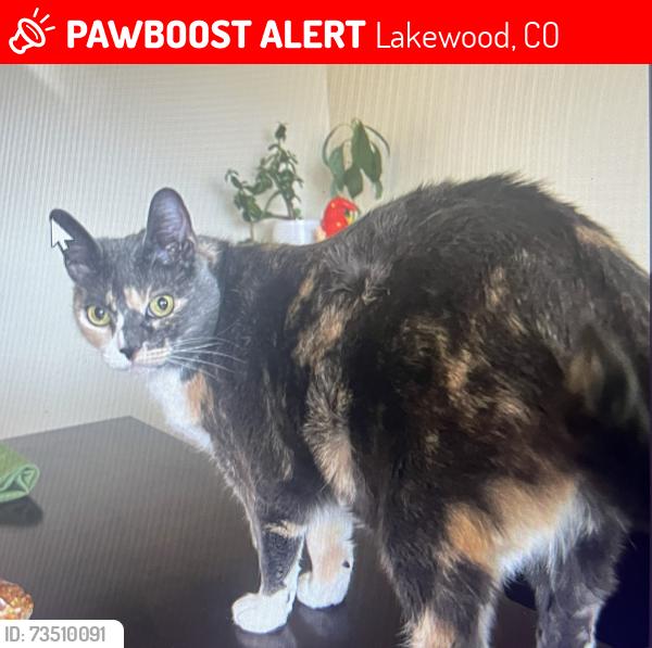 Lost Female Cat last seen Jewell & independence court, Lakewood, CO 80232