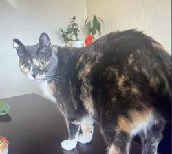 Lost Female Cat last seen Jewell & independence court, Lakewood, CO 80232
