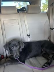 Found/Stray Female Dog last seen Mobile gas station, Jacksonville, FL 32226