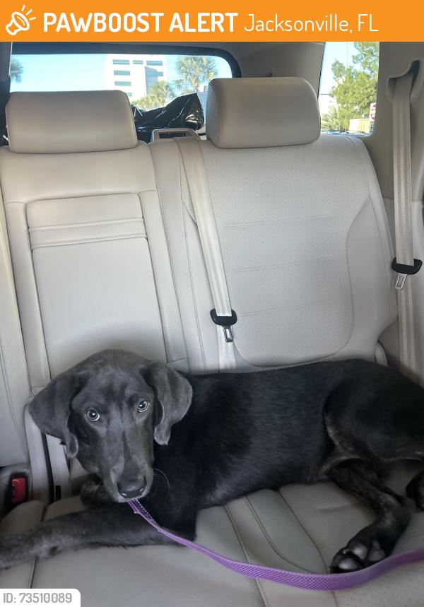 Found/Stray Female Dog last seen Mobile gas station, Jacksonville, FL 32226