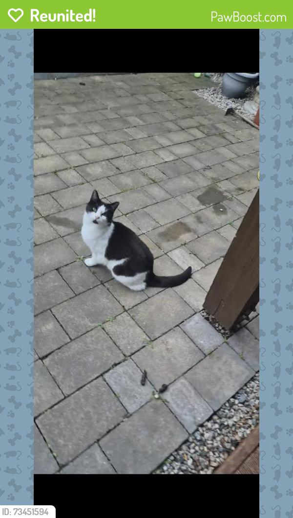 Reunited Female Cat last seen Slades farm/Kinson, Bournemouth, Christchurch and Poole, England BH10 4DT