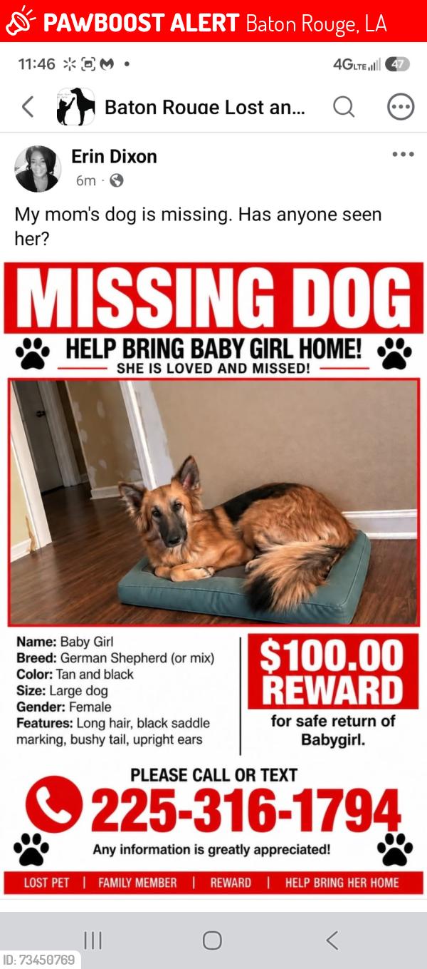 Lost Female Dog last seen Oakwood Dr. at Glenoaks Dr., Baton Rouge, LA 70811