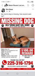 Lost Female Dog last seen Oakwood Dr. at Glenoaks Dr., Baton Rouge, LA 70811