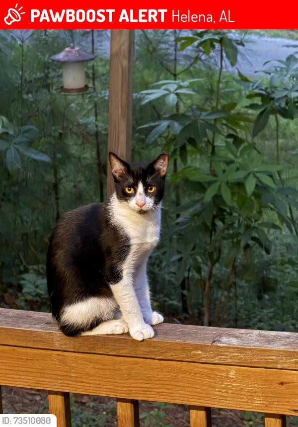 Lost Male Cat last seen CreekWater subdivision, Helena, AL 35080