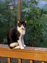 Lost Male Cat last seen CreekWater subdivision, Helena, AL 35080