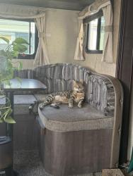 Lost Male Cat last seen Palo Verde and Apache Junction Trail, Apache Junction, AZ 85120