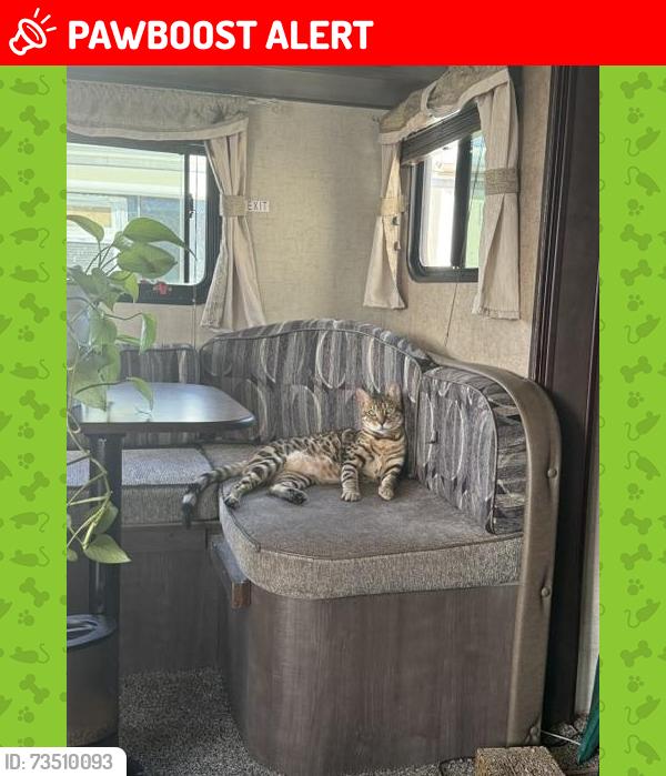 Lost Male Cat last seen Palo Verde and Apache Junction Trail, Apache Junction, AZ 85120