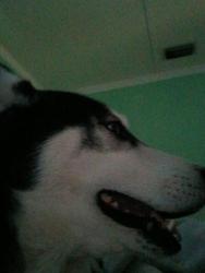 Reunited Male Dog last seen By the fire station and MLK park, Ocala, FL 34475