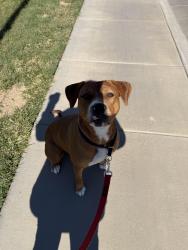 Found/Stray Female Dog last seen Segesta Park and Finney, Salida, CA 95368