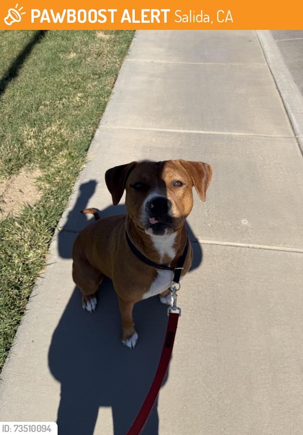Found/Stray Female Dog last seen Segesta Park and Finney, Salida, CA 95368