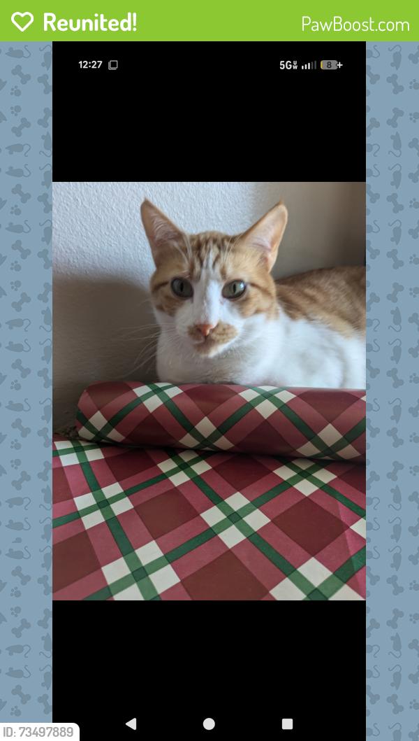 Reunited Male Cat last seen The Landing, Wichita, KS 67226