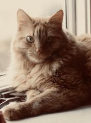 Reunited Male Cat last seen Schuring, Oaklawn drive, Sandbridge, Primrose ln, Rockford, Portage, MI 49024