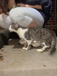 Found/Stray Male Cat last seen On the road, Baldwin, PA 15236