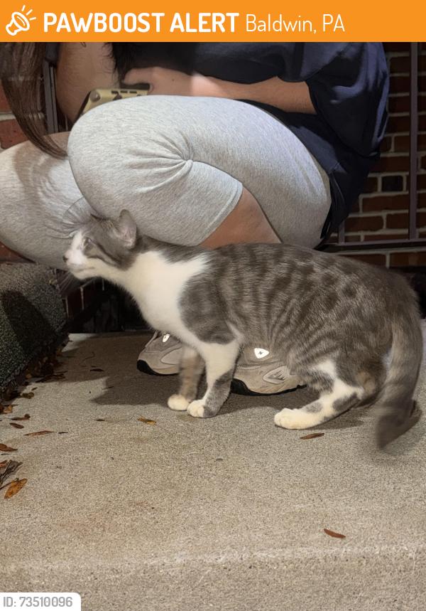 Found/Stray Male Cat last seen On the road, Baldwin, PA 15236