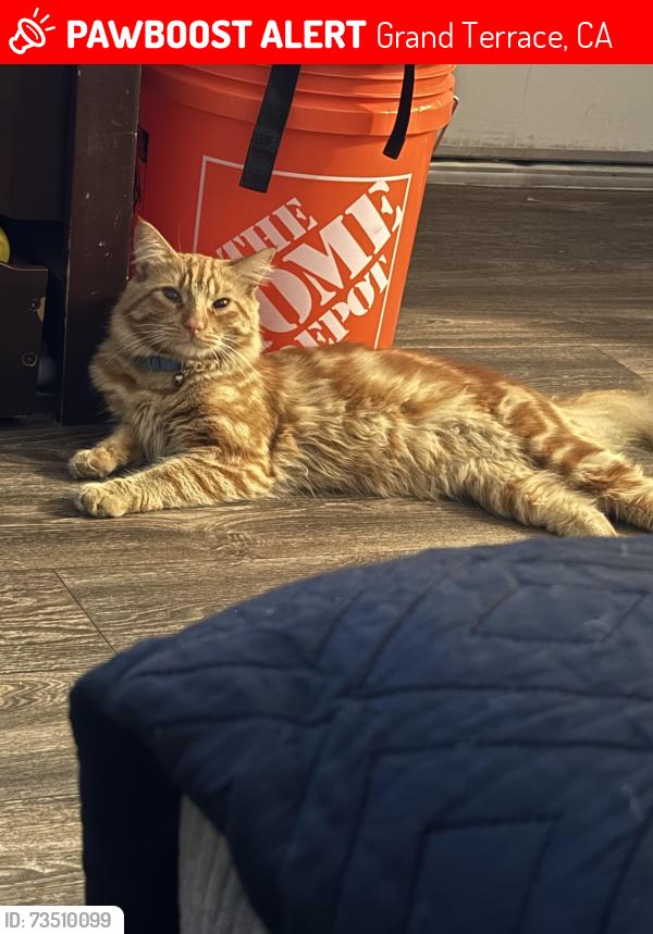Lost Male Cat last seen The highlands at grand terrace, Grand Terrace, CA 92313