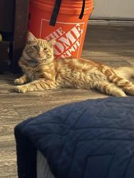 Lost Male Cat last seen The highlands at grand terrace, Grand Terrace, CA 92313