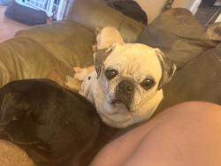 Reunited Male Dog last seen Near Hildegarde St, Moreno Valley, CA, USA, Moreno Valley, CA 92553