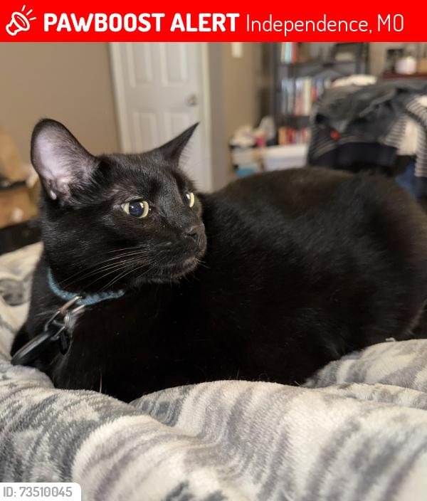 Lost Male Cat last seen Hwy 24 and Arrowhead Ridge, Independence, MO 64056