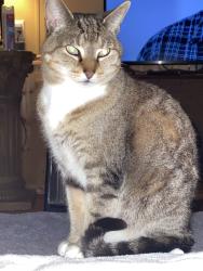 Lost Female Cat last seen Galvez Rd, Escambia County, FL 32507