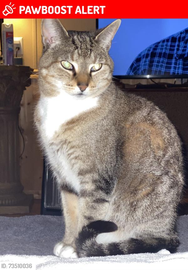Lost Female Cat last seen Galvez Rd, Escambia County, FL 32507