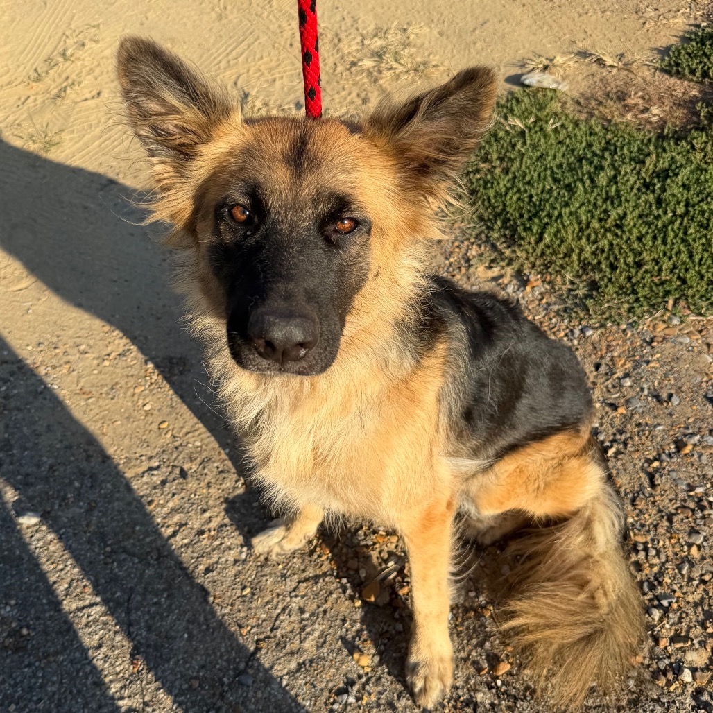 Shelter Stray Female Dog last seen , 2350 Appling City Cove, Memphis, TN 38133, USA