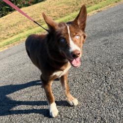 Shelter Stray Female Dog last seen , 2350 Appling City Cove, Memphis, TN 38133, USA