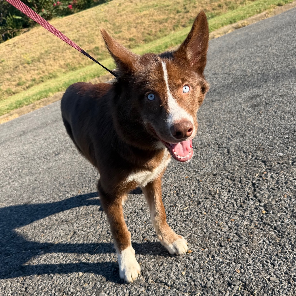 Shelter Stray Female Dog last seen , 2350 Appling City Cove, Memphis, TN 38133, USA