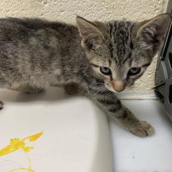 Shelter Stray Male Cat last seen , 2350 Appling City Cove, Memphis, TN 38133, USA