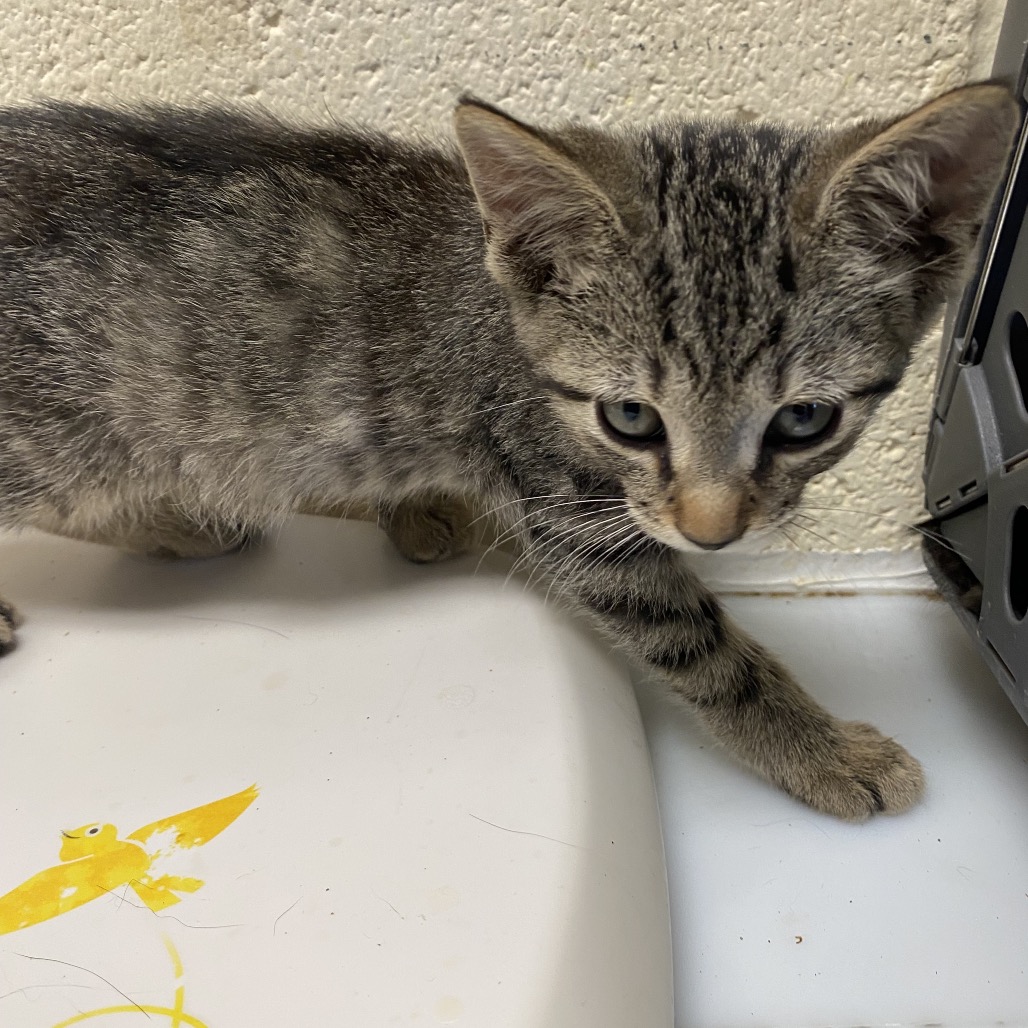 Shelter Stray Male Cat last seen , 2350 Appling City Cove, Memphis, TN 38133, USA
