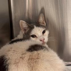 Shelter Stray Female Cat last seen , 3607 N Armenia Ave, Tampa, FL 33607, USA