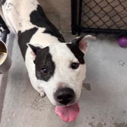 Shelter Stray Male Dog last seen , 3607 N Armenia Ave, Tampa, FL 33607, USA