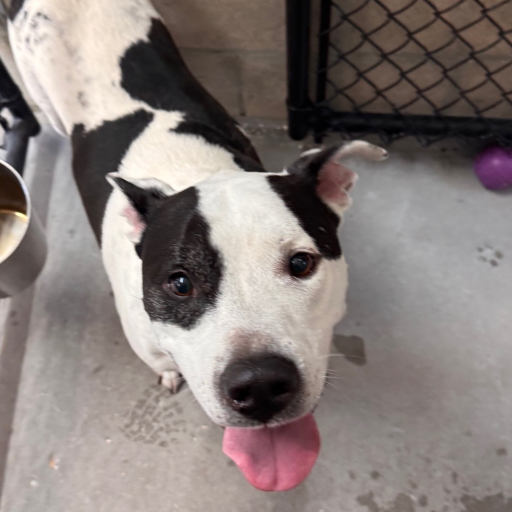 Shelter Stray Male Dog last seen , 3607 N Armenia Ave, Tampa, FL 33607, USA
