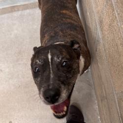 Shelter Stray Female Dog last seen , 3607 N Armenia Ave, Tampa, FL 33607, USA