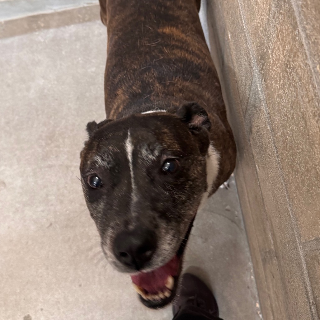 Shelter Stray Female Dog last seen , 3607 N Armenia Ave, Tampa, FL 33607, USA