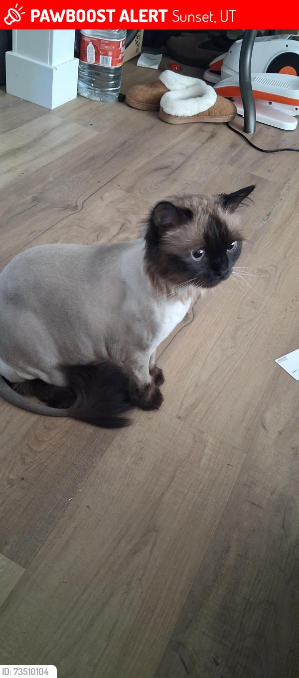 Lost Female Cat last seen Near N 475 W, Sunset, UT 84015