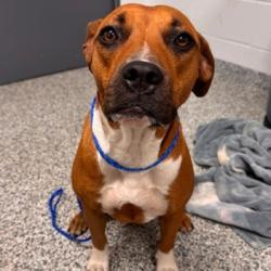 Shelter Stray Female Dog last seen , 244 Georgetown Rd, Jacksonville, NC 28540, USA