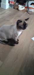 Lost Female Cat last seen Near N 475 W, Sunset, UT 84015