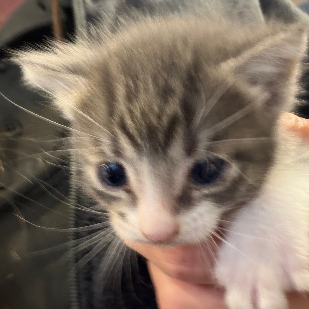 Shelter Stray Male Cat last seen , 3428 S Jenkins Ave, Norman, OK 73072, USA