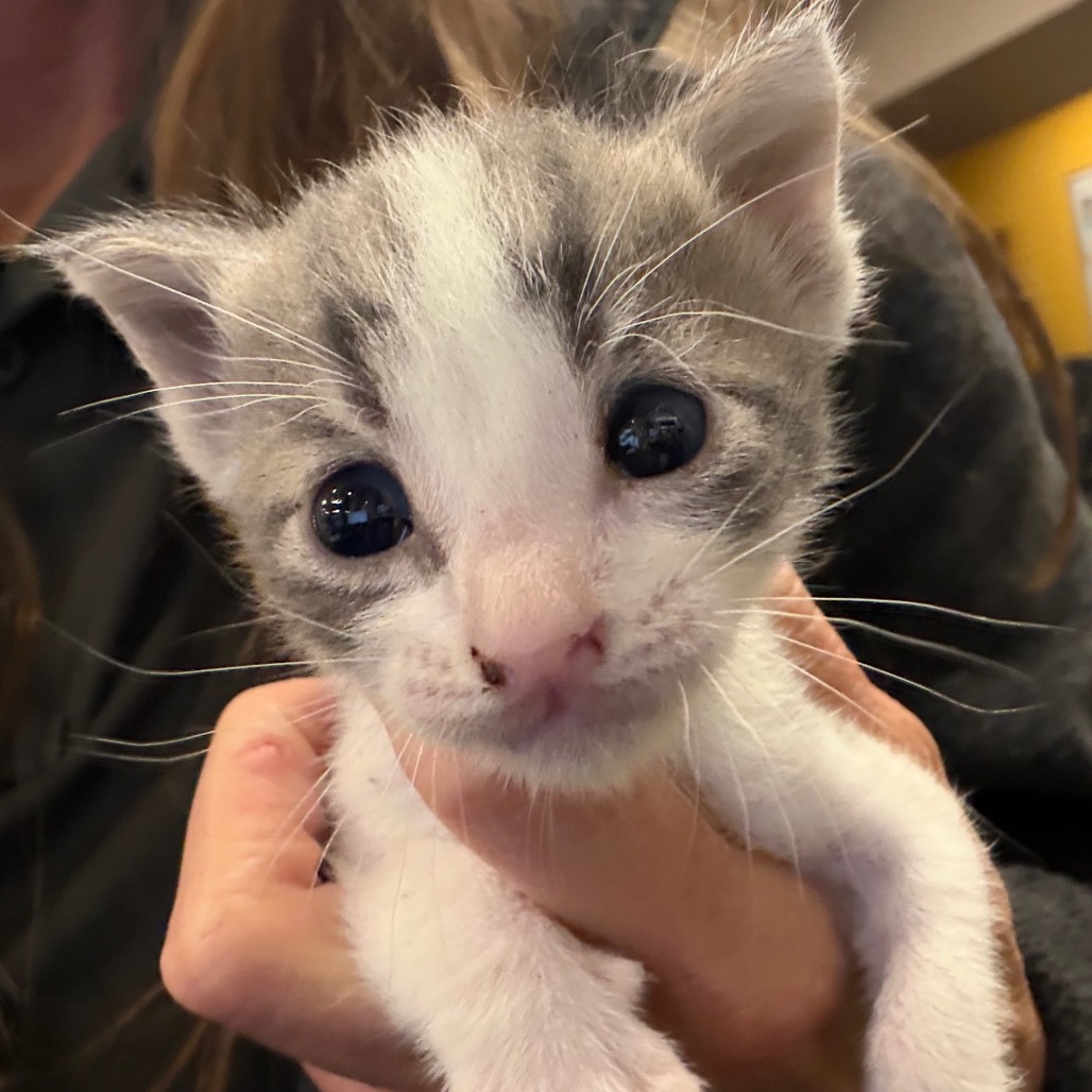 Shelter Stray Female Cat last seen , 3428 S Jenkins Ave, Norman, OK 73072, USA
