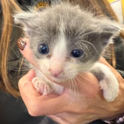 Shelter Stray Female Cat last seen , 3428 S Jenkins Ave, Norman, OK 73072, USA