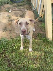 Found/Stray Female Dog last seen Randolph st, Houston, TX 77075