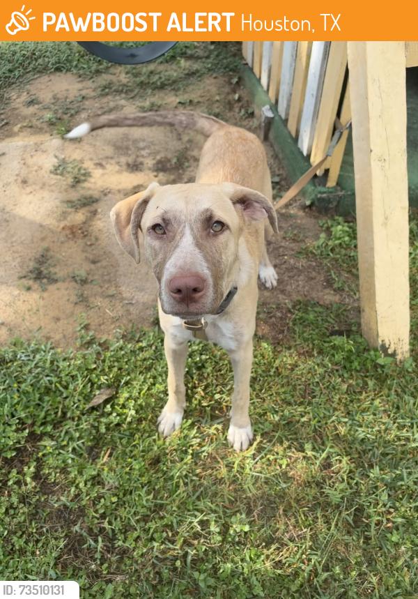 Found/Stray Female Dog last seen Randolph st, Houston, TX 77075