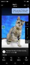 Lost Female Cat last seen Fulton, Farmington, IL 61531