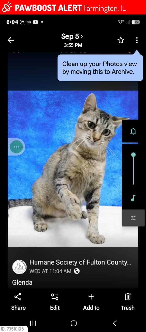 Lost Female Cat last seen Fulton, Farmington, IL 61531