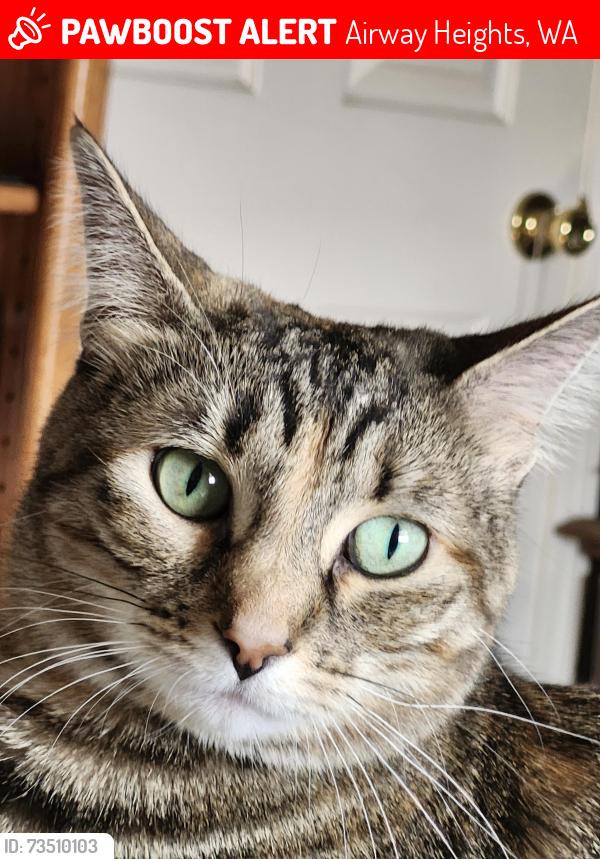 Lost Female Cat last seen 13th and Craig Rd., Airway Heights, WA 99001
