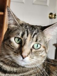 Lost Female Cat last seen 13th and Craig Rd., Airway Heights, WA 99001